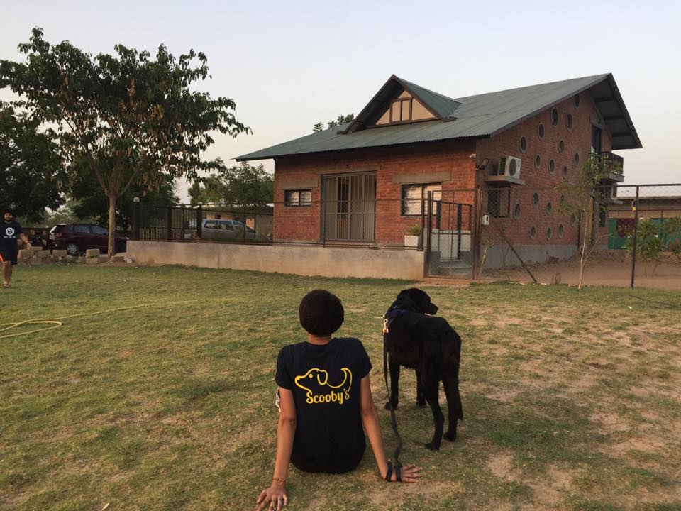 Scooby’s Dog resort